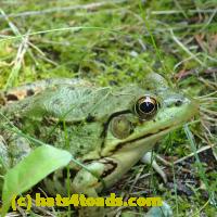 /home//u458753944/public_html/sourcegallery/////////////////Frogs/More bullfrogs/P8150195.JPG